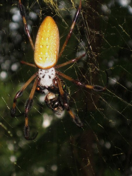 orbweaver1