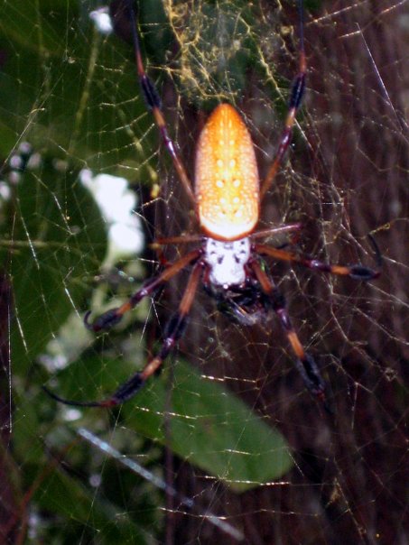 orbweaver2