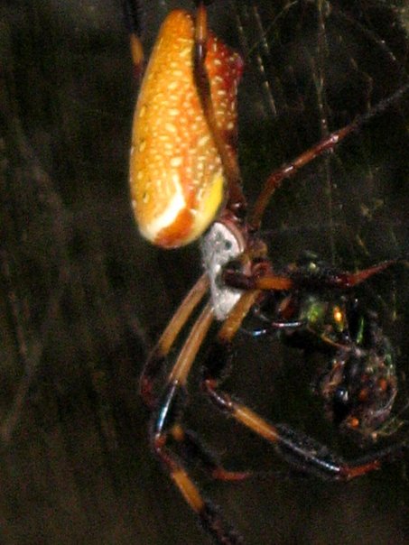 orbweaver3