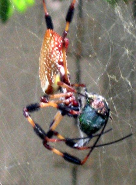 orbweaver4