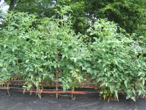 Most tomato vines need a little bit of a lift