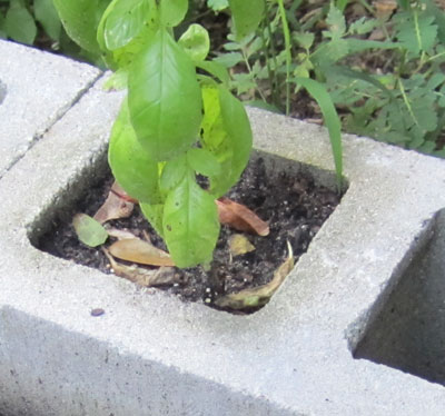 A basil plant rooted in the space of a cinder block