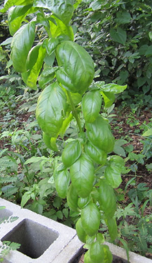 A tall basil plant in a concrete block