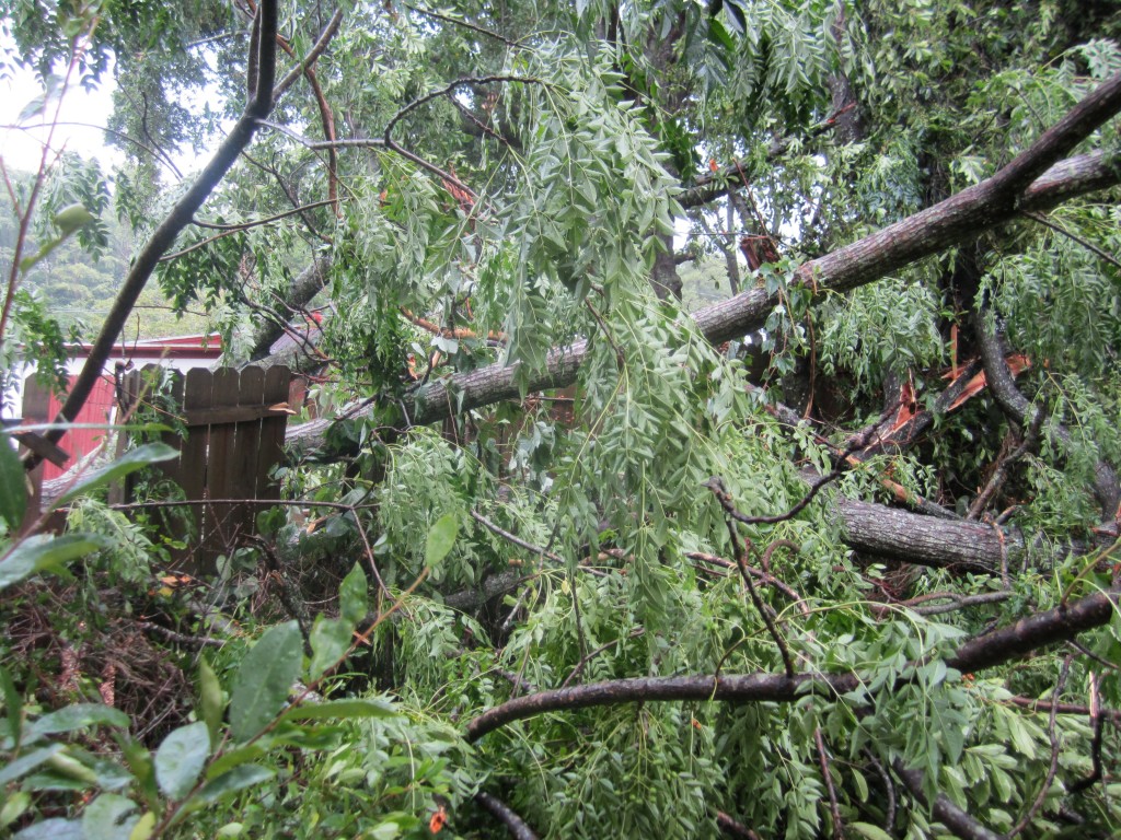 A tree goes down in the back yard, taking parts of the fence and smaller trees with it. 