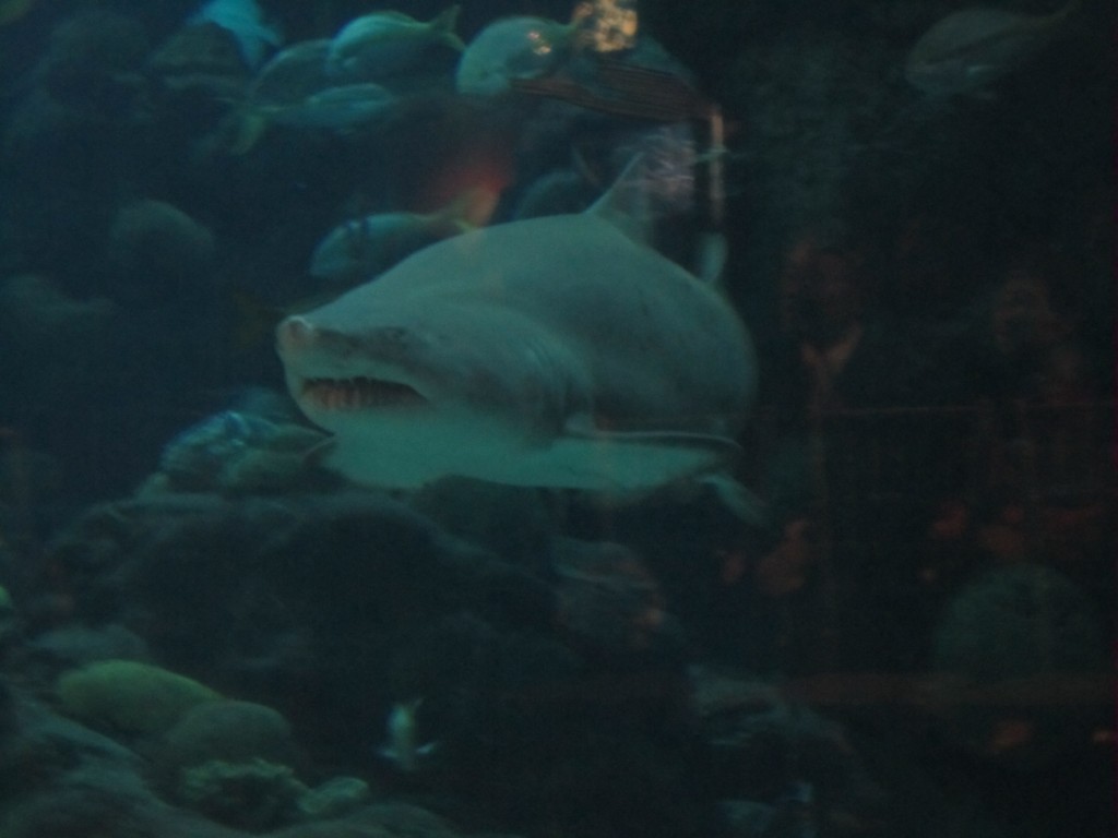 Shark in the Tampa Aquarium