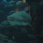 tampa_aquarium_shark