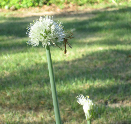 Mosquito hawk feasting on scallion nectar