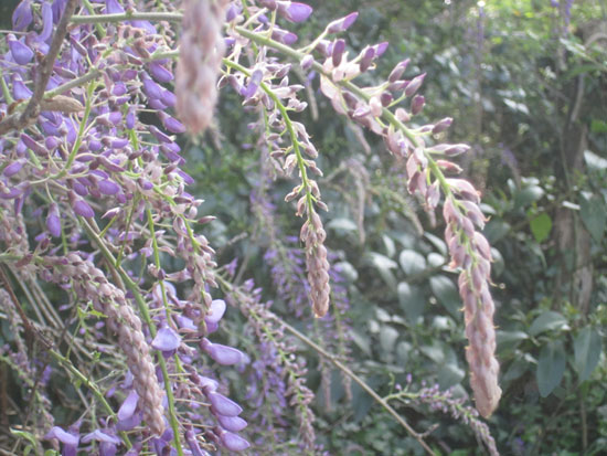 Purple springtime flowers